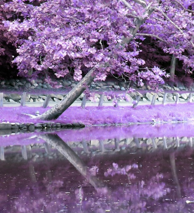 purple-reflection-blossom-tree